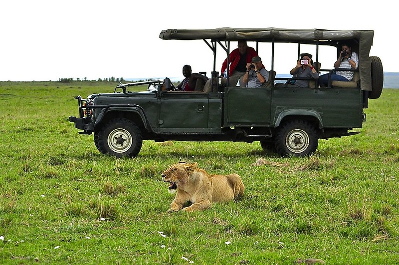 Gran dia en el M.Mara viendo cazar a los guepardos - 12 días de Safari en Kenia: Jambo bwana (60)