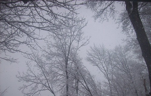 treetops in snowstorm