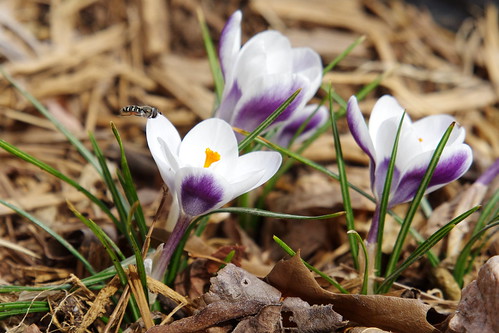 white flower green bulb spring purple crocus bee panhandle springtime borger texaspanhandle borgertexas borgertx