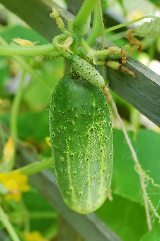 Cucumber on the vine by Eve Fox, the Garden of Eating copyright 2014