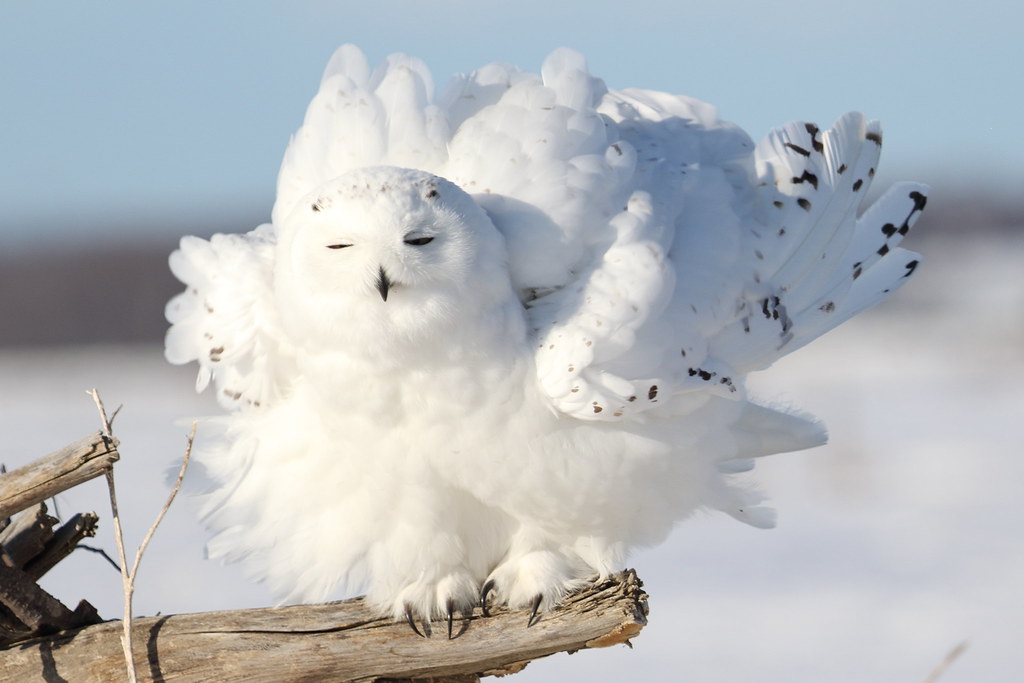 Snowy Owl Feathers
