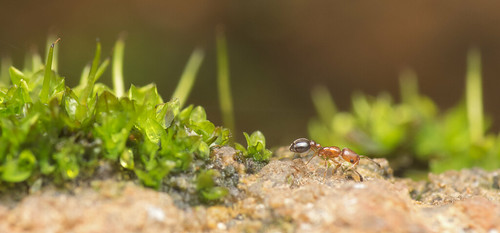 macro nature animal closeup insect moss pentax wildlife ant madagascar taxonomy:family=formicidae justpentax