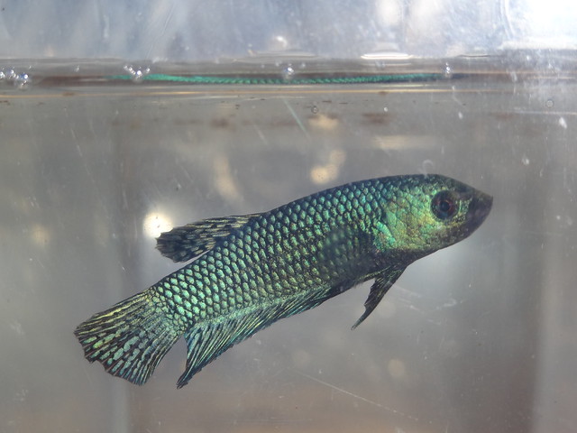 Article of the Month MARCH 2015 : Betta mahachaiensis 16552573829_2f90057921_z