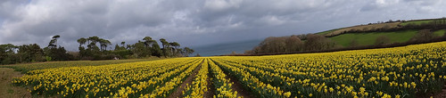 flowers blue sea sky panorama field yellow daffodils ilobsterit