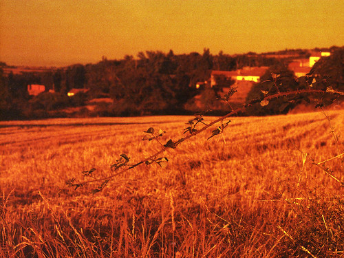 verano lomography redscale yashicasuperfx3 yashica50mm film campo paisaje pueblo naturaleza anaranjados colorescalidos 35mm carretefotos pelicula aldehueladeagreda atardecer analogico soria