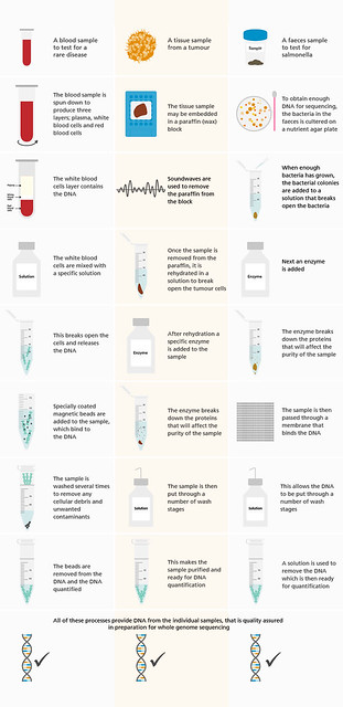 The process of DNA extraction