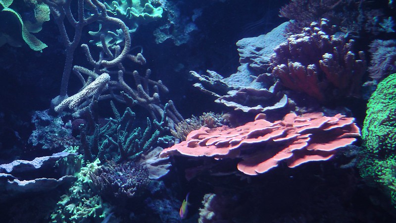 Aquarium of the Pacific, part 2