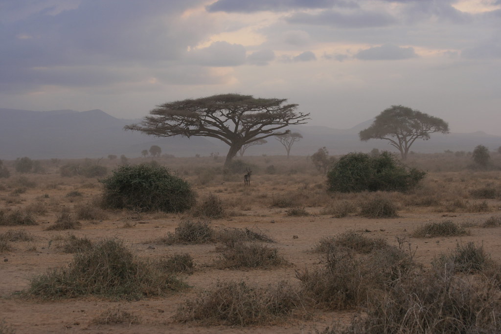 AMBOSELI II - MEMORIAS DE KENIA 14 días de Safari (41)