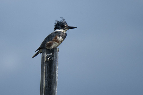Florida: Belted Kingfisher in Florida countryside