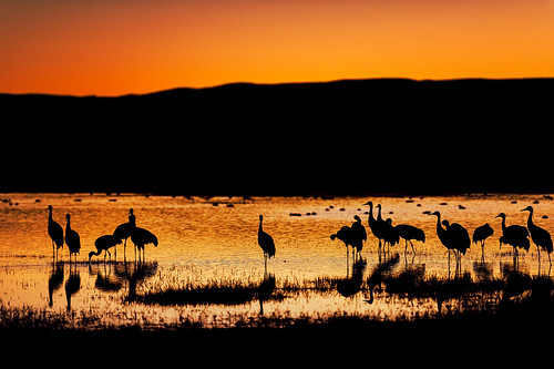 sunset lake newmexico reflection birds silhouette night clear sanctuary bosquedelapache sandhillcrane nationalwildliferefuge theamericansouthwest