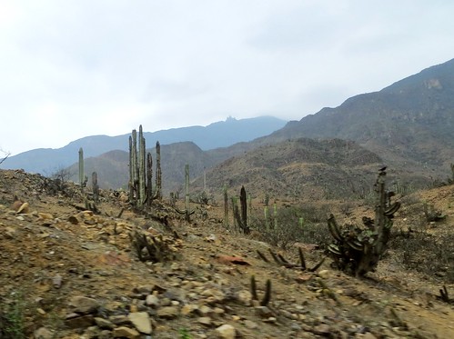 cactus peru landscape paisaje perú cajamarca jequetepequevalley vallejequetepeque ríojequetepeque jequetepequeriver