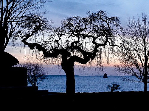 sunset lighthouse tree silhouette view shoreline twisted