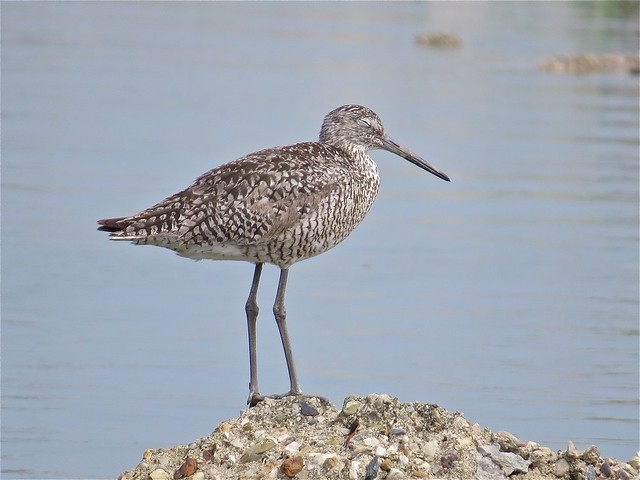 Willet at the Gridley Wastewater Treatment Ponds in McLean County, IL 12