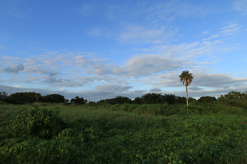 blue sky green clouds landscape florida flamingo palmtree np southflorida usnationalpark evergladesnp triopod canoneos70d