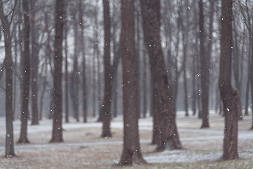 park snow tree tallinn estonia dof trunk eesti t15 skrubu pni pekkanikrus