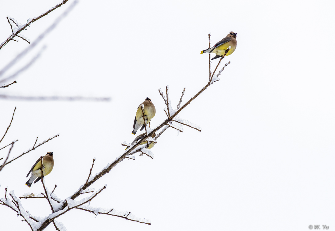 birds in snow-8