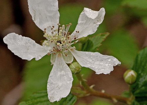 centralflorida taxonomy:genus=rubus floridanativewildflowers marykeim charleshbronsonstateforest