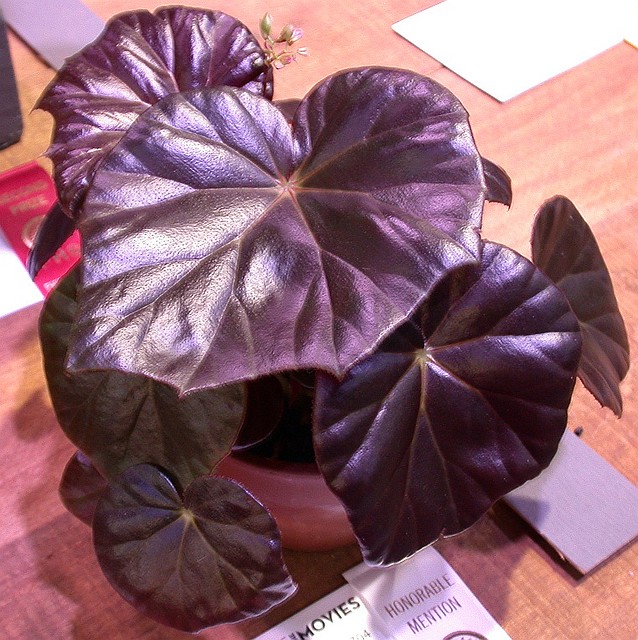 Begonia 'Red Fred' (ambient light)