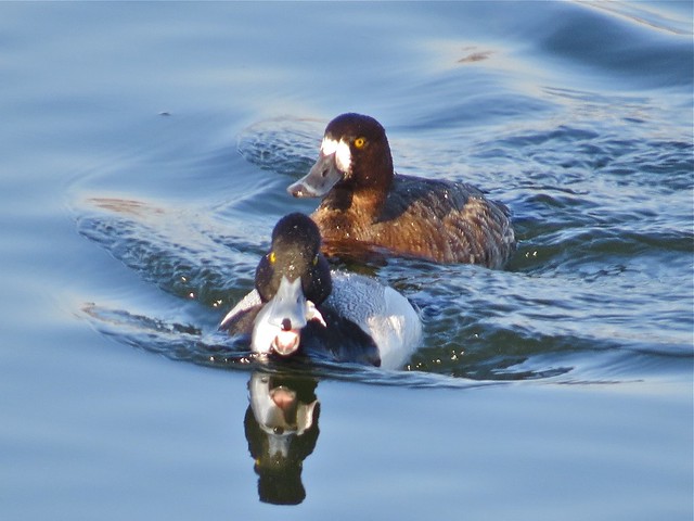 Lesser Scaup at Lake Bloomington in McLean County, IL 02