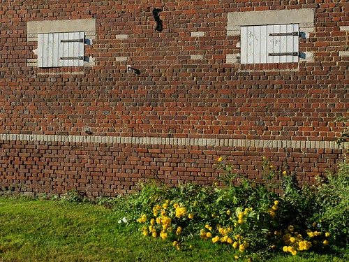 verpillières somme picardie france batiment building mur briques brick wall fleurs jaunes yellow flowers