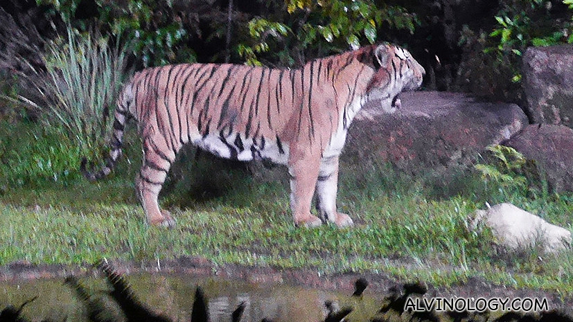 We had time to stop and catch the tigers yawn too 