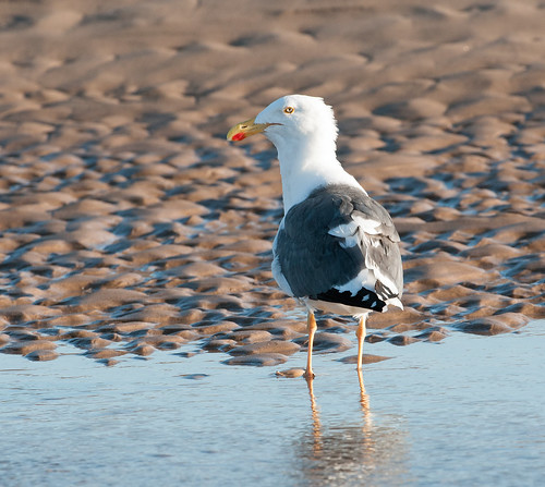 ocean water birds sonora mexico desert gull birding waterbird endemic