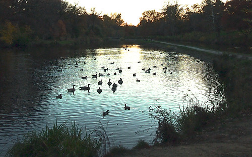sunset water evening geese illinois pond dusk springfield 2014