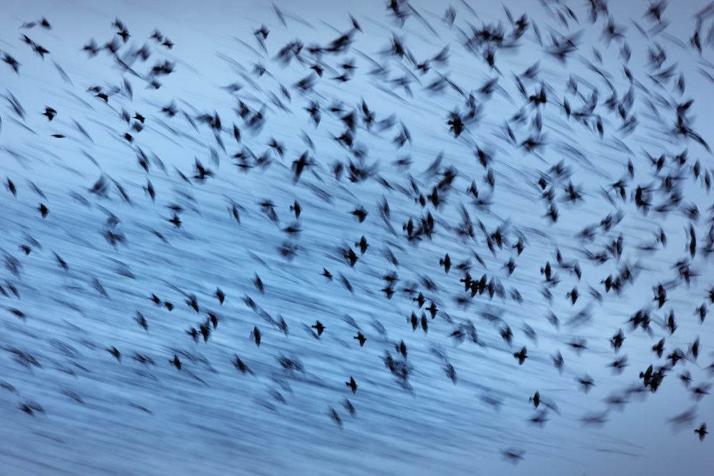 Motion Blur Starlings