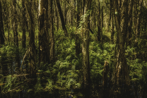 landscape swamp bribieisland melaleuca paperbarktree paperbarkforest melaleucaquinquenervia bongaree buckleysholewetlands