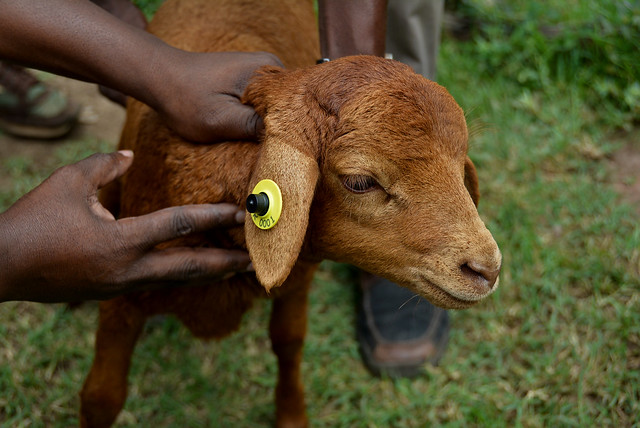 Sustainable ruminant breeding programs for climate-smart villages