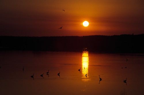 sunset canada birds cranes princeedwardisland pei northlake
