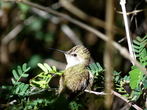hummingbird 2