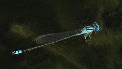 Common Bluetail (Ischnura heterosticta)
