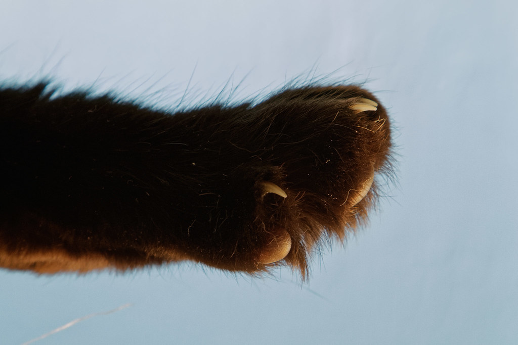 The outstretched paw of our black cat Emma