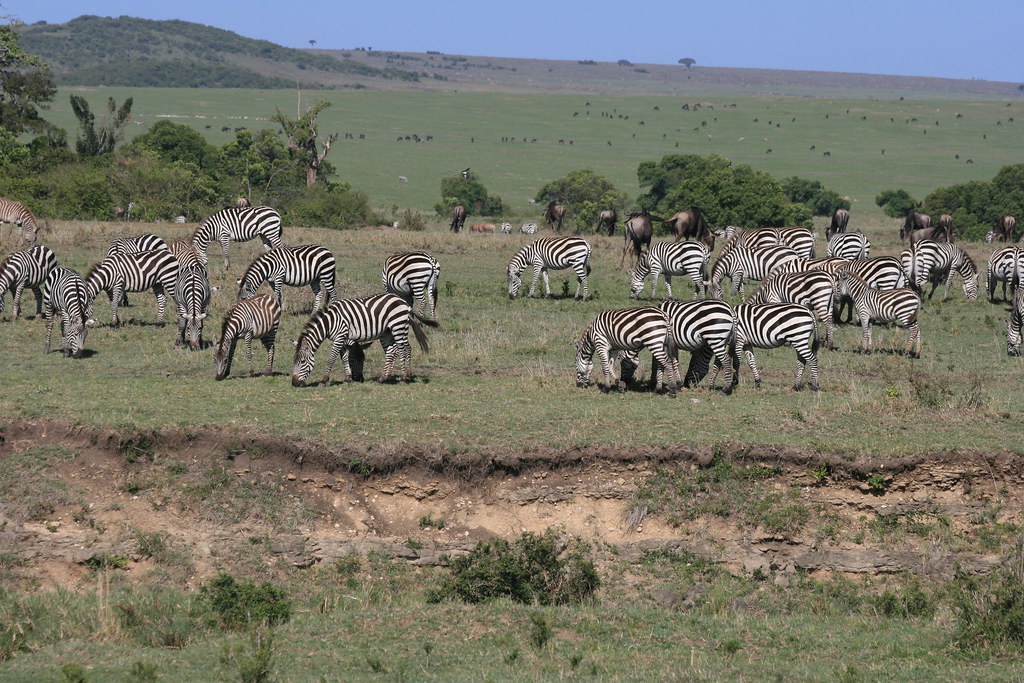 MEMORIAS DE KENIA 14 días de Safari - Blogs de Kenia - MASAI MARA I (13)