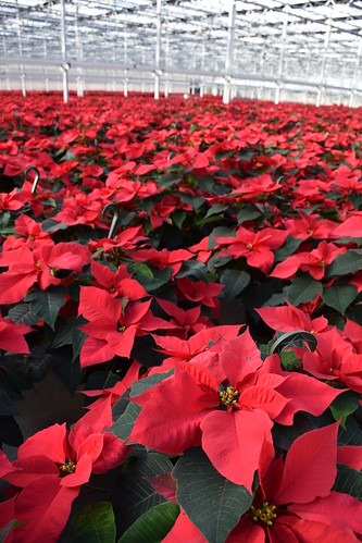 Poinsettias being grown in Grower Direct Farms just in time for the holidays. NRCS photo by Analia Bertucci.