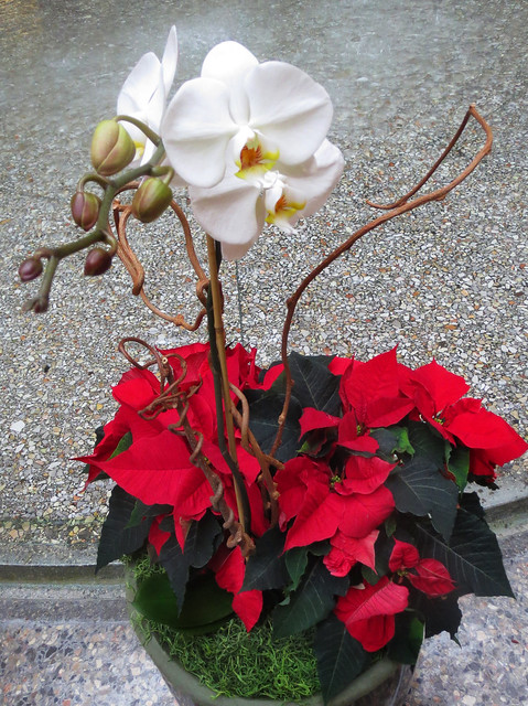 Orchid and Poinsettia Flowers