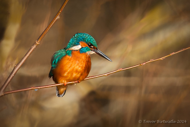 Kingfisher On The Stour