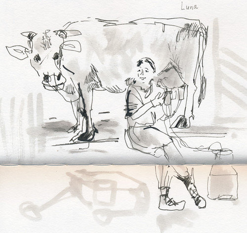 December 2014: Luna the Cow