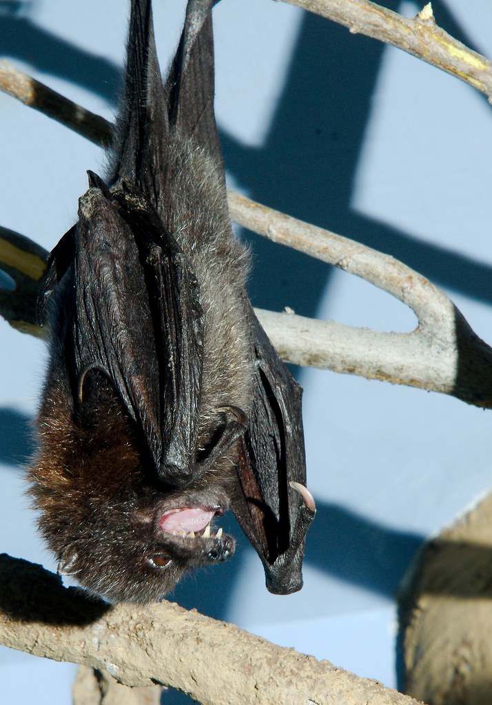Rodrigues Fruit Bat (Pteropus rodricensis)_2
