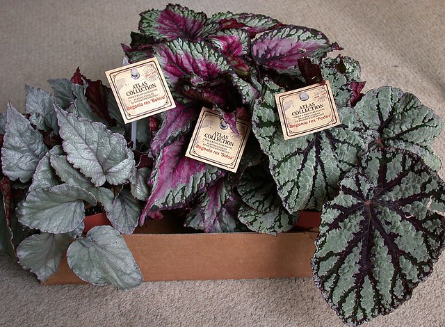 Begonia purchases