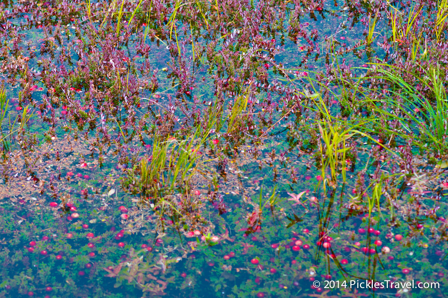 The depths of a cranberry bog