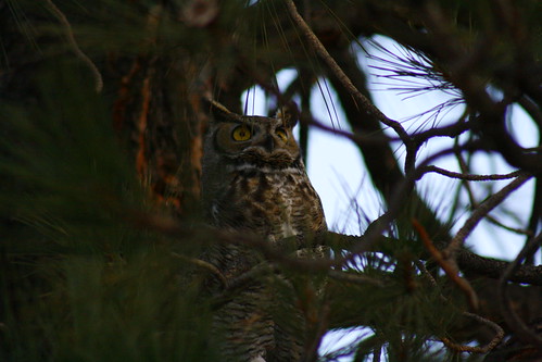 Holly Way Great Horned Owl