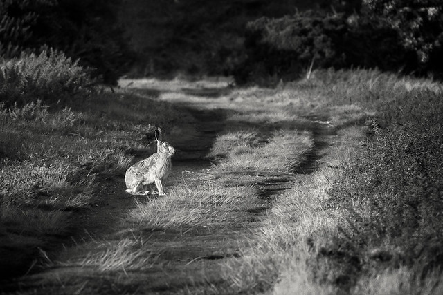 The hare