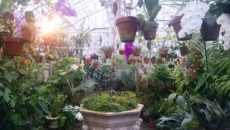The Potted Plant room at the Conservatory of Flowers.