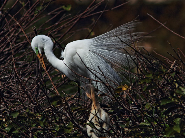 Great Egret at nest 20150212