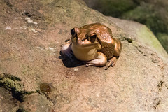 Golden Bell Frog