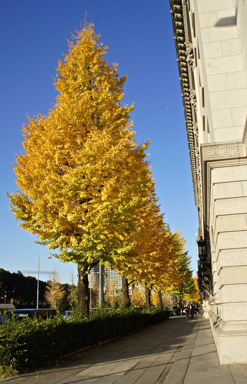 Tokyo Station in background with Ginkgo, Maidenhair color change 