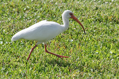 white ibis IMG_1665a