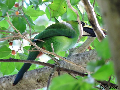 Emerald Toucanet (Aulacorhynchus prasinus)